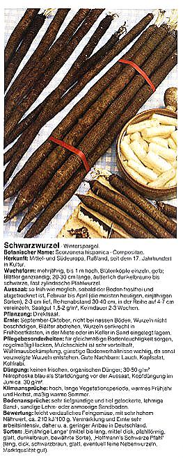 Schwarzwurzelend