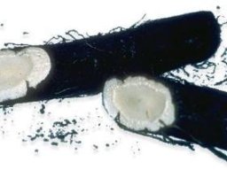 Allerlei